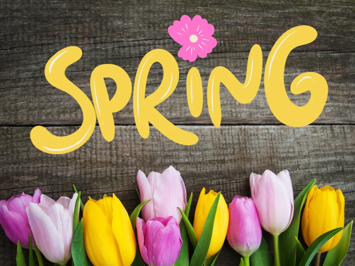 A wooden table with bright colored tulips on them.